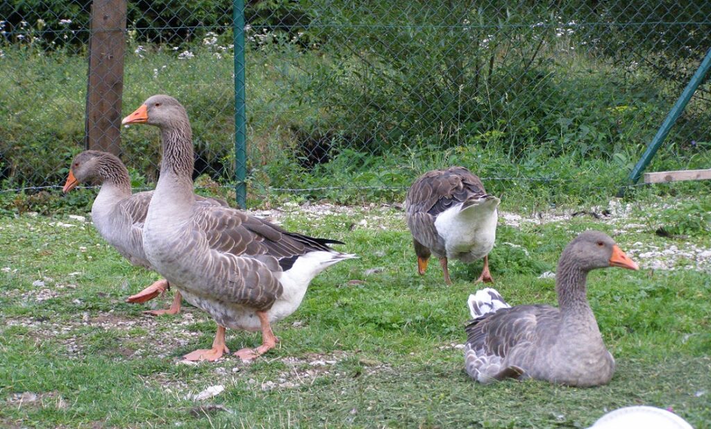 Landes geese.