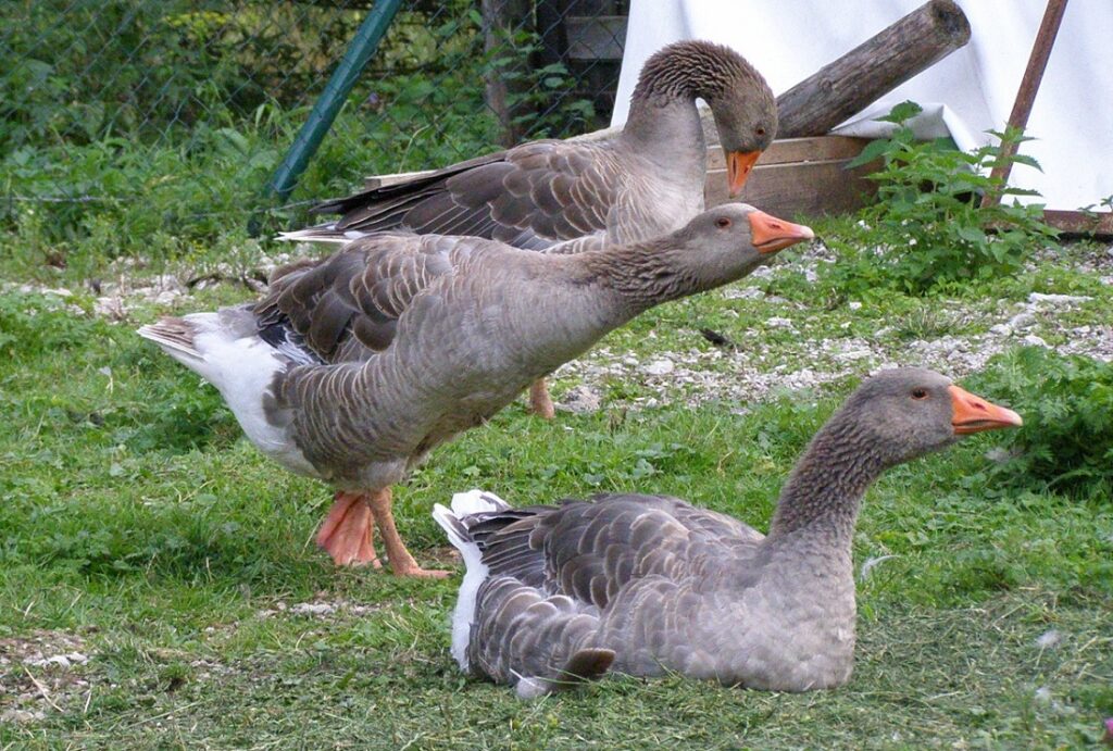 Warning behaviour by a gander – in the middle.