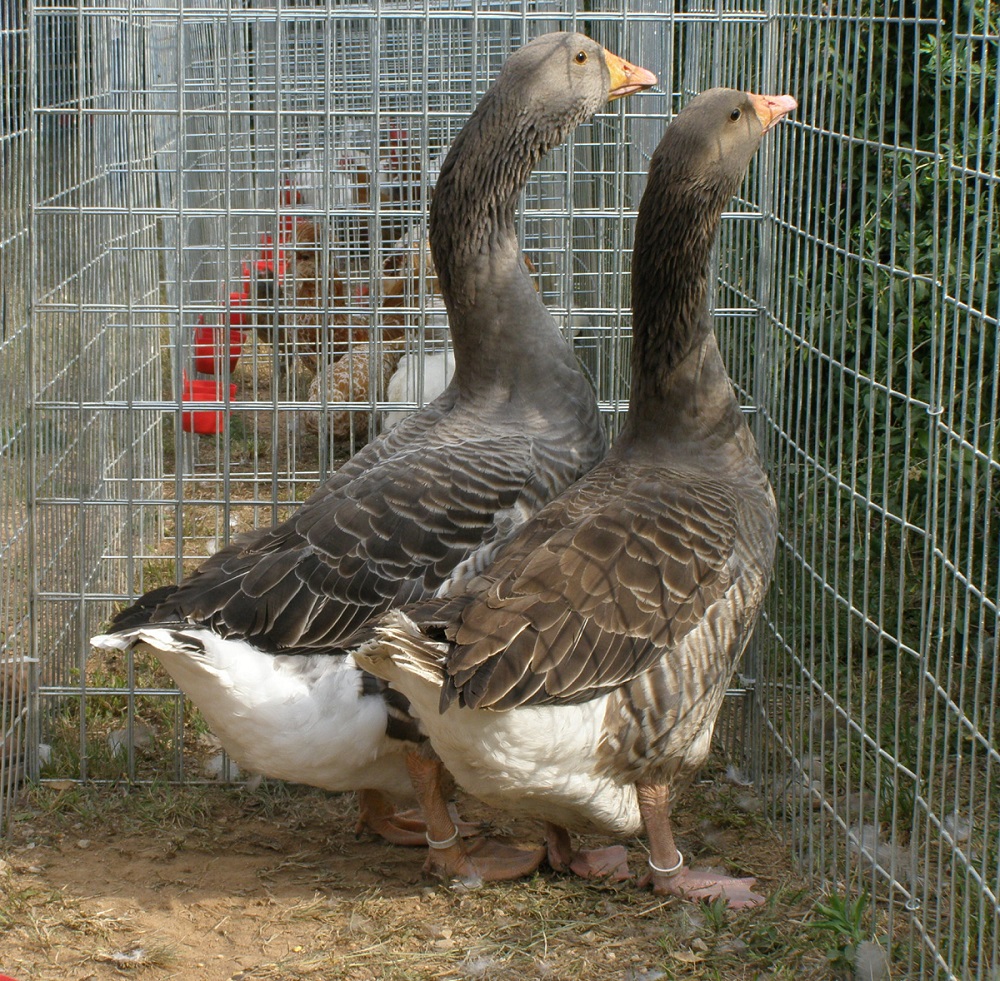 In a cage at an exhibition.