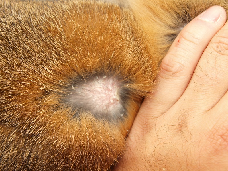 Cheyletiellosis